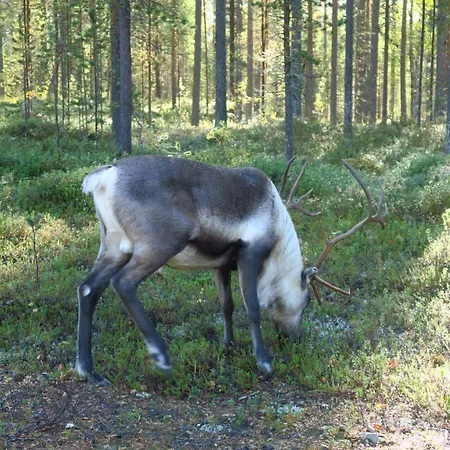 Casa vacanze Luonto, Blockhaus *