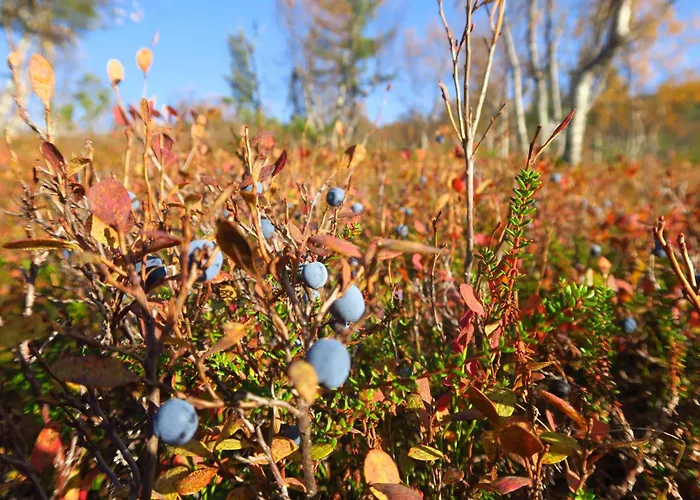 Norcota- Blockhaus Mit Auroraskylight