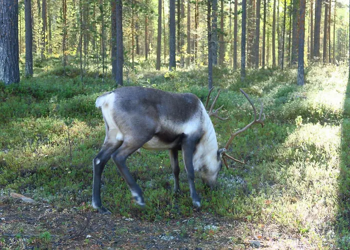 Дом отдыха Norcota- Blockhaus Mit Auroraskylight *