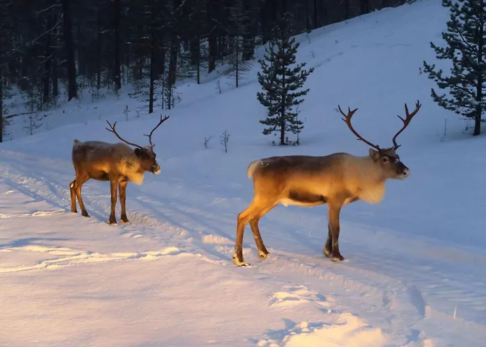 Norcota- Blockhaus Mit Auroraskylight